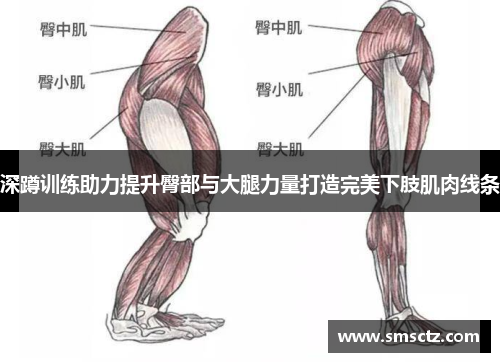 深蹲训练助力提升臀部与大腿力量打造完美下肢肌肉线条